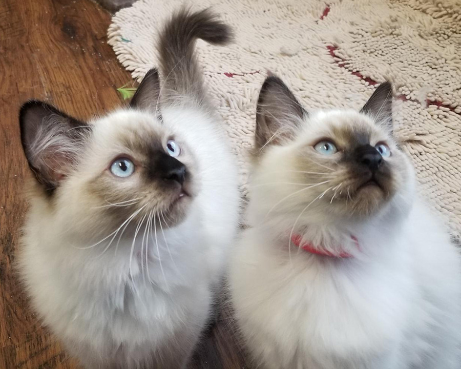 Ragdoll cat